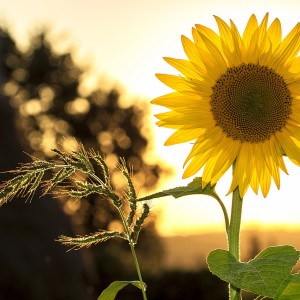 sunflower-1127174_1280